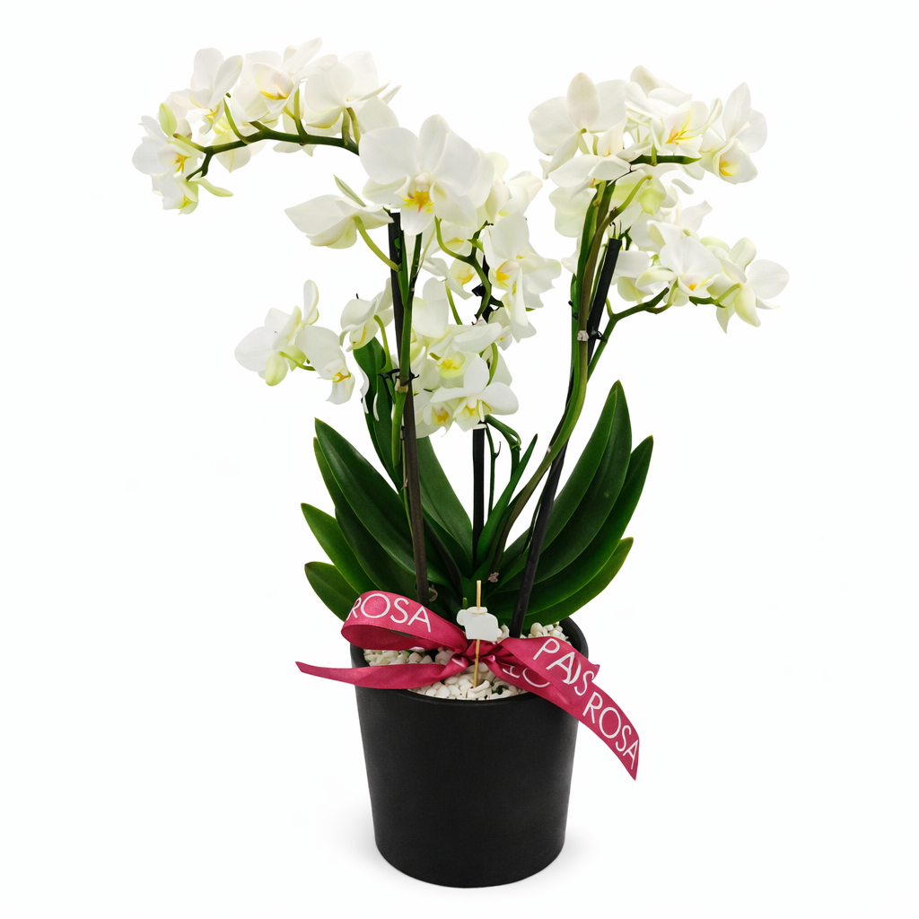 Pure Bunny BLACK - Orquídea