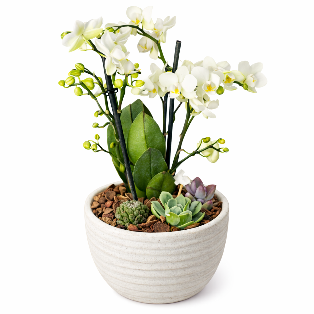 Pure Bunny WHITE - Orquídea