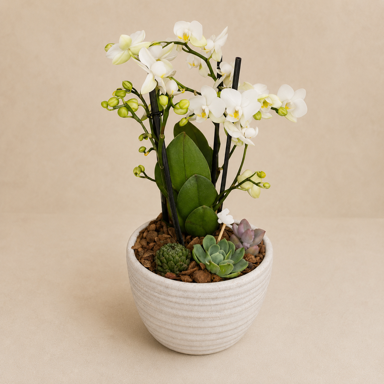 Pure Bunny WHITE - Orquídea