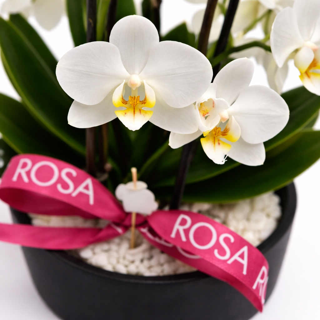 Pure Bunny BLACK - Orquídea