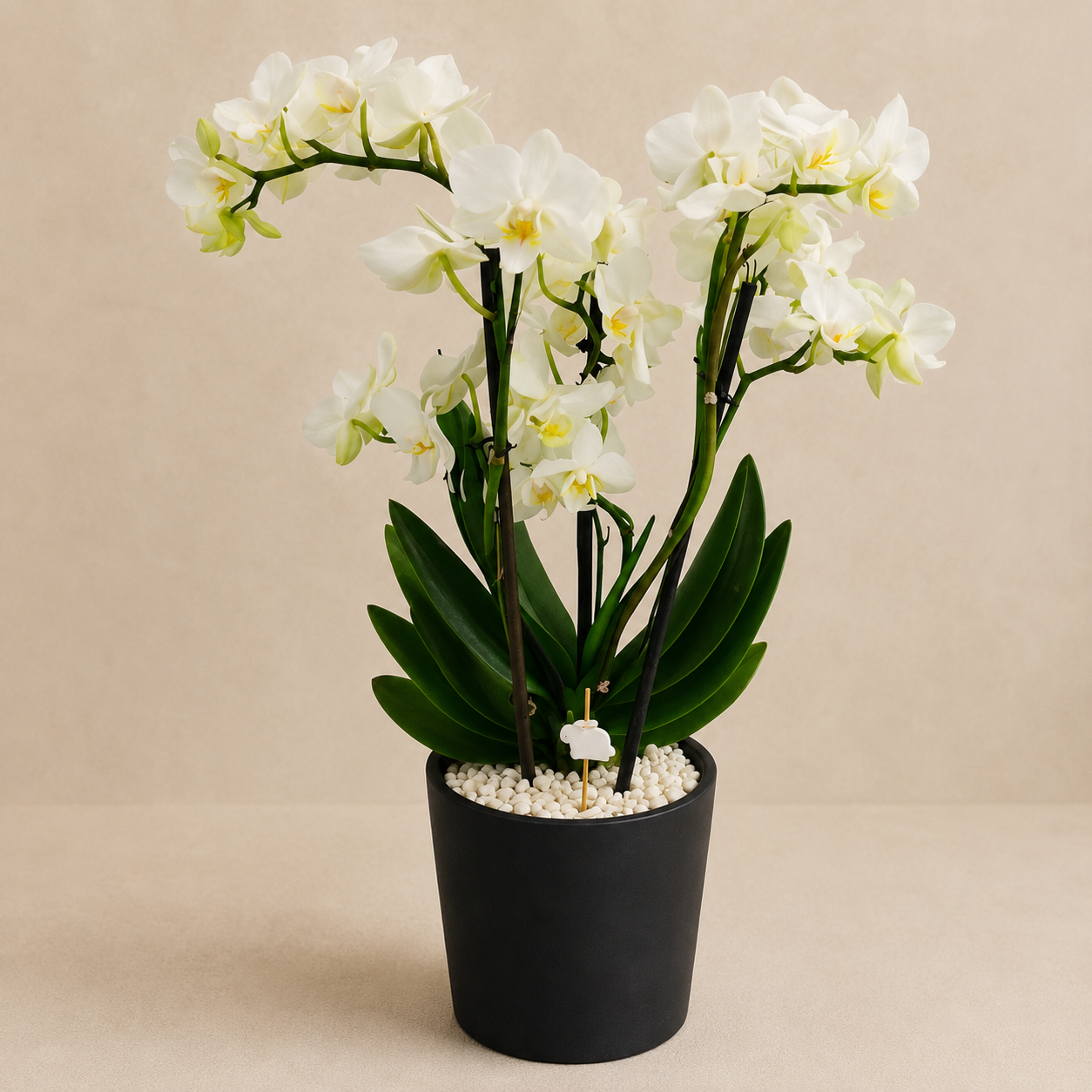 Pure Bunny BLACK - Orquídea Imagen principal del producto
