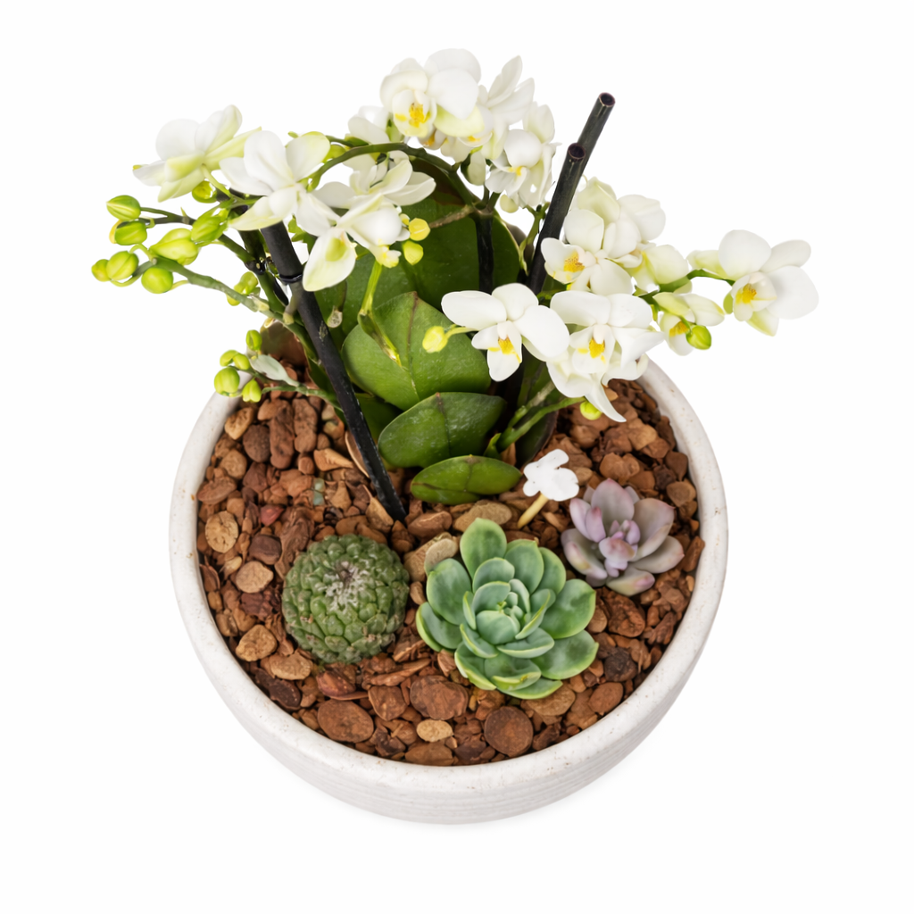 Pure Bunny WHITE - Orquídea