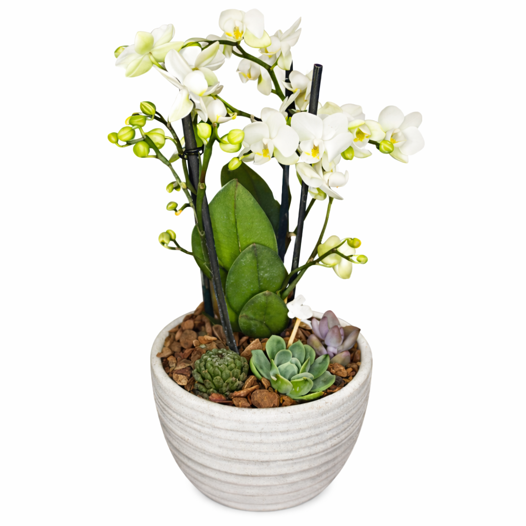 Pure Bunny WHITE - Orquídea