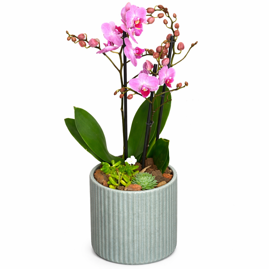 Elegant Bunny - Orquídeas