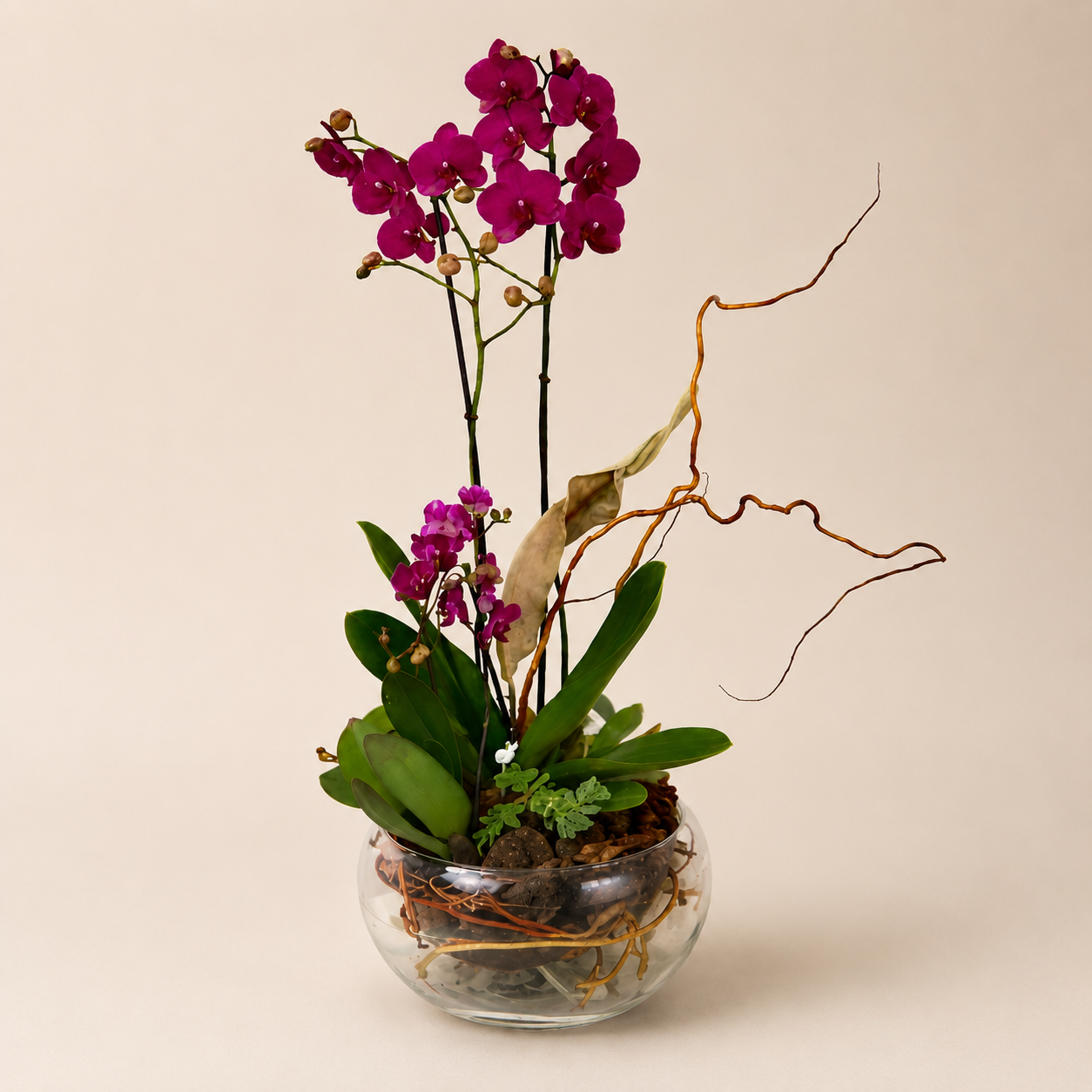 Elegant Bunny - Orquídeas Imagen secundaria del producto