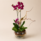 Elegant Bunny - Orquídeas