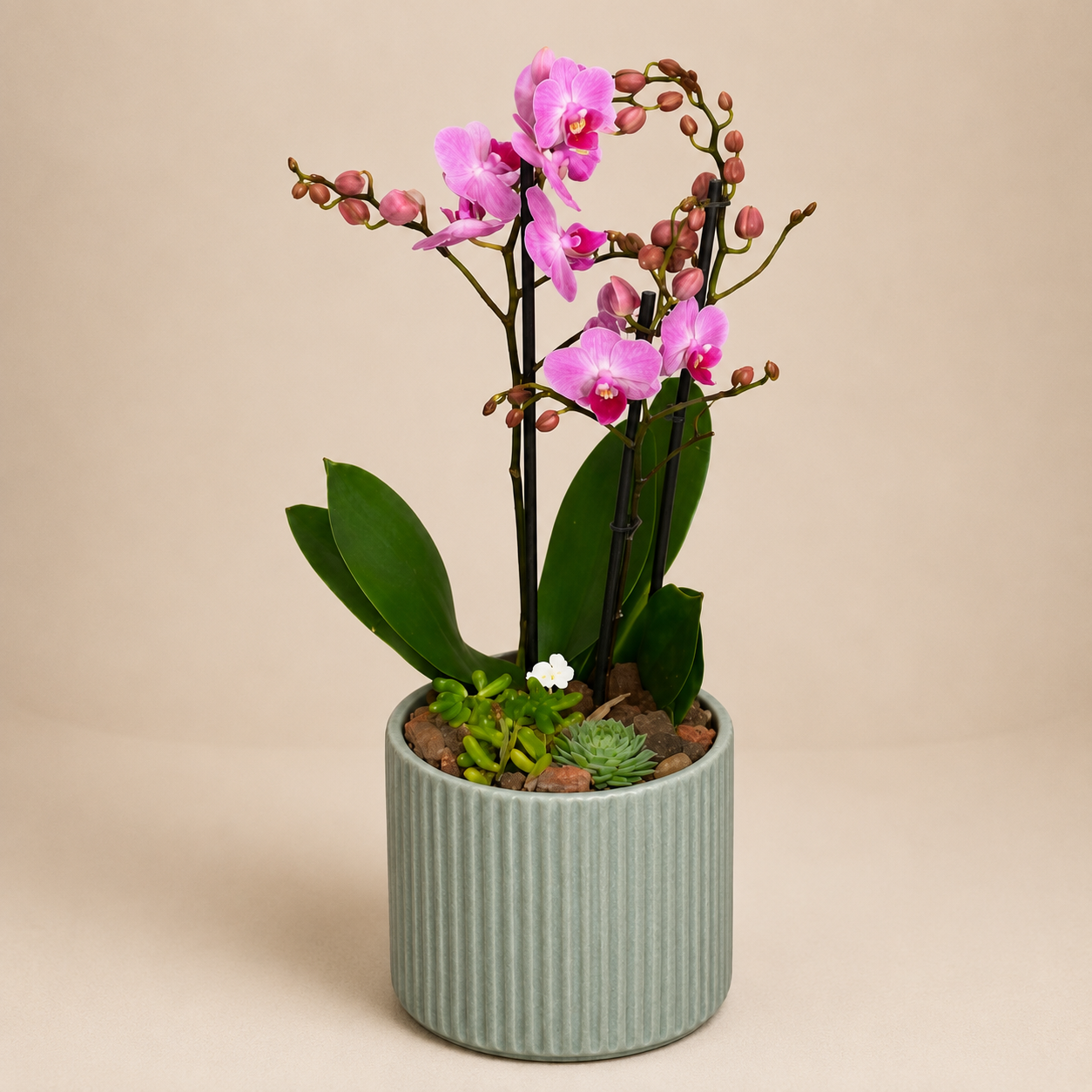 Elegant Bunny - Orquídeas Imagen principal del producto