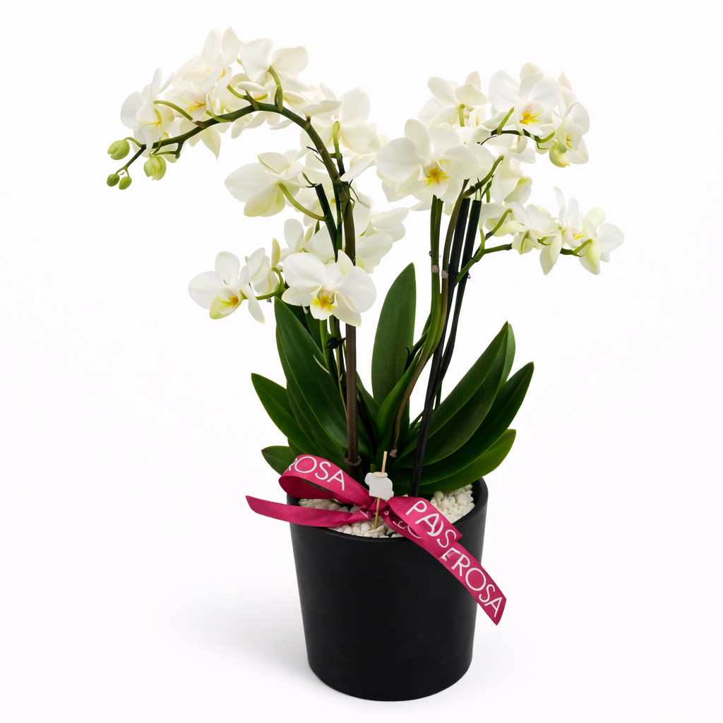 Pure Bunny BLACK - Orquídea