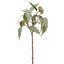 Vara de Eucalipto con Semillas Artificial Verde (64 cm)